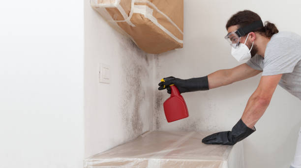 Professional Basement Mold Removal technician working in Richland, GA