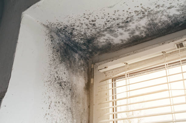 Affordable Basement Mold Removal solutions in Richland, GA