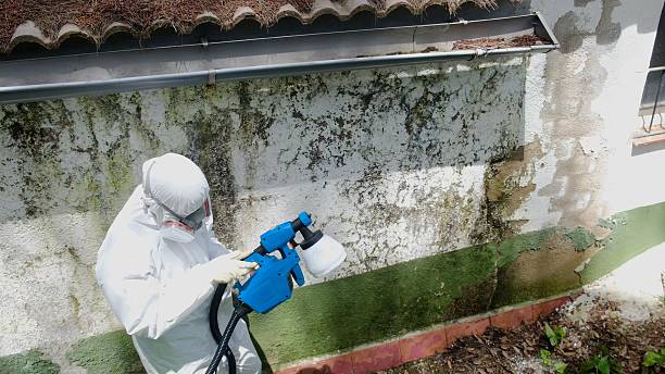 Top rated local Basement Mold Removal specialists in Richland, GA